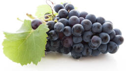 Uva nera senza semi