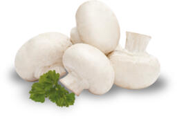 Funghi champignon
